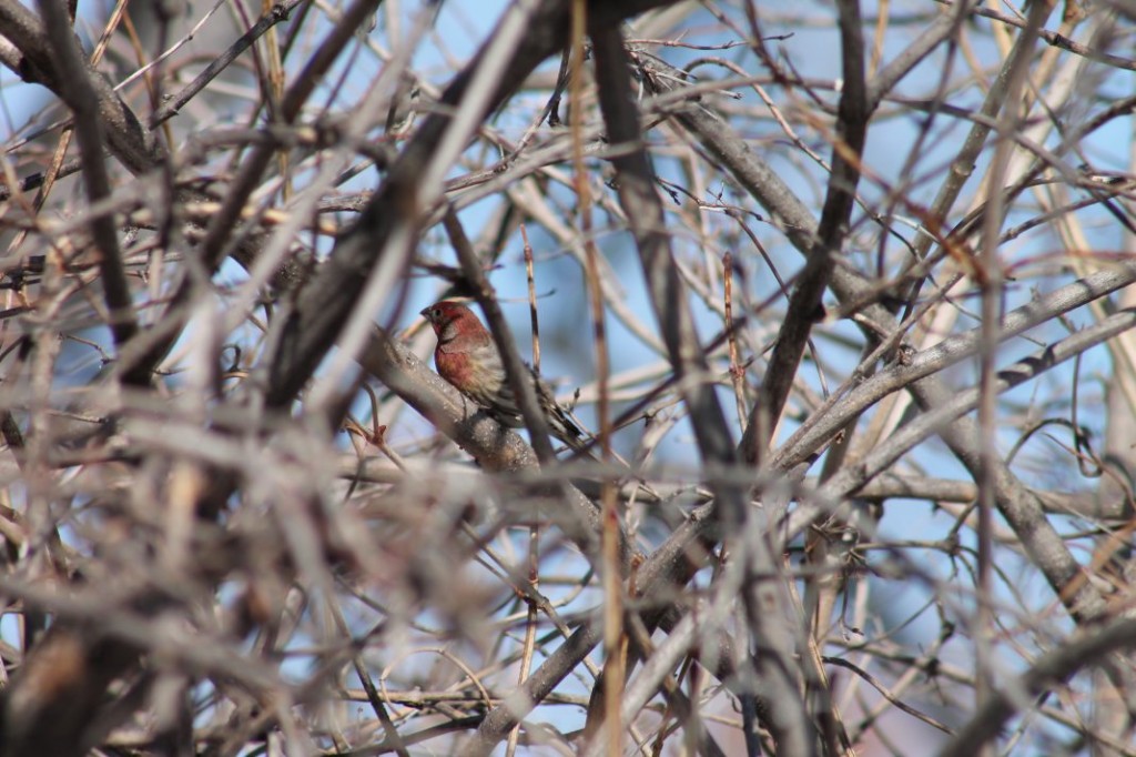 bird